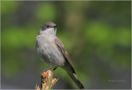 <p>PĚNICE POKŘOVNÍ (Sylvia curruca) /Lesser whitethroat - Klappergrasmücke/</p>
